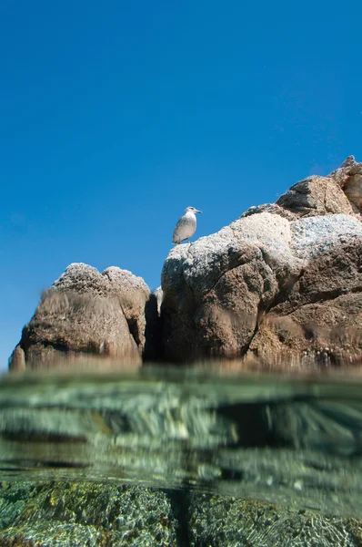 Seabird, a tenger partján — Stock Fotó