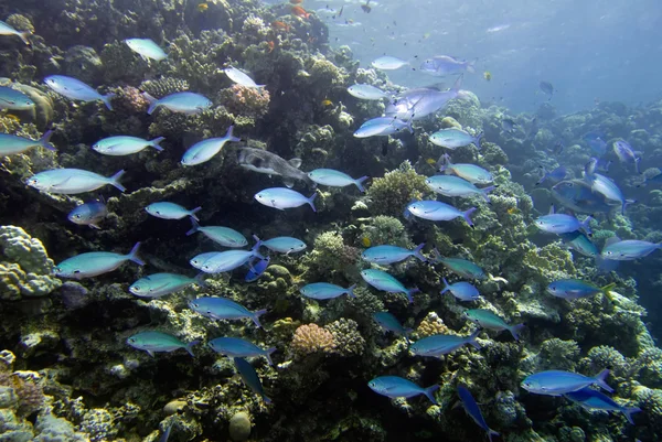 Escuela de peces en los arrecifes de coral —  Fotos de Stock