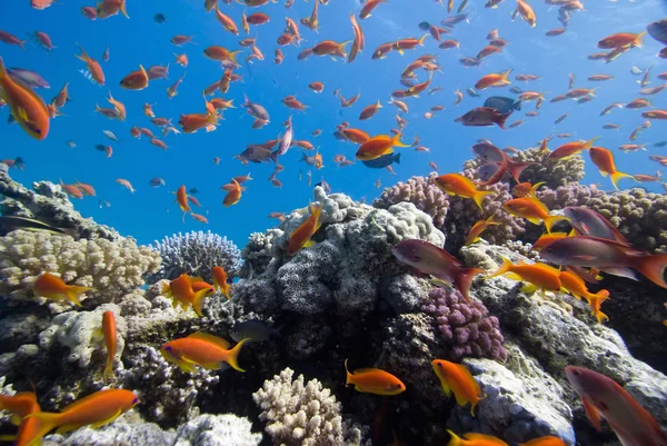 Anthias mercan resif üzerinde — Stok fotoğraf