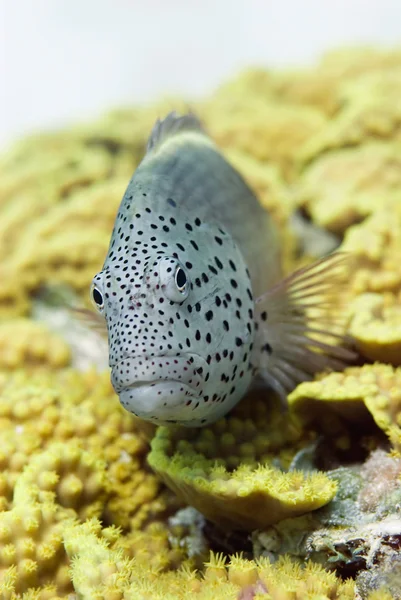 Halfspotted dwarf grouper — Stock Photo, Image