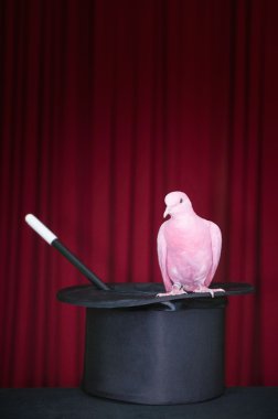Silindir şapka pembe güvercini