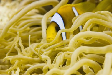 Palyaço balığı anemone ile sembiyoz içinde
