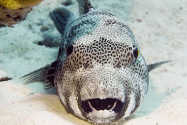 blaskspotted pufferfish sualtı