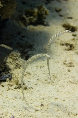 Pipefish pair hovering  clipart