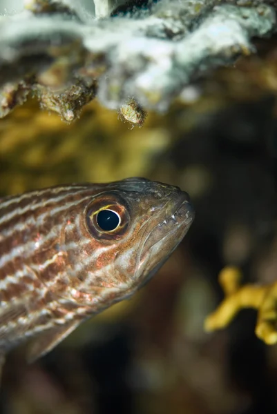 Squirrelfish in the coral sea — Stock Photo, Image