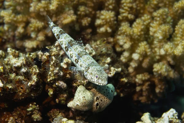 Tarka lizardfish korallok — Stock Fotó