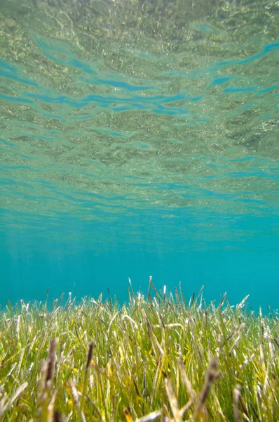Sea grass under surface — Stock Photo, Image