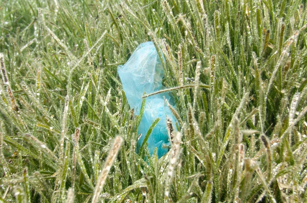 Saco de plástico no ecossistema marinho — Fotografia de Stock