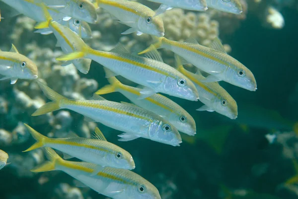 Yellowstriped mullusfisk shoal — Stockfoto