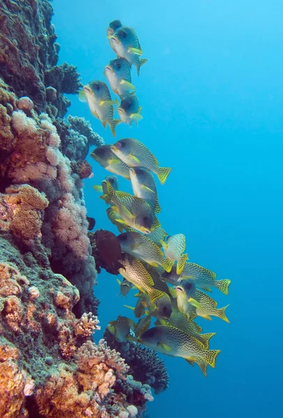 Жовтий сладкогубов shoal — стокове фото