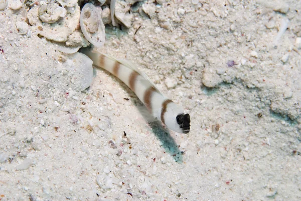 Goby fish underwater — Stock Photo, Image