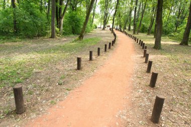 Forest trail with tree stumps clipart