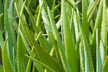 Yabani aloe vera bitkileri