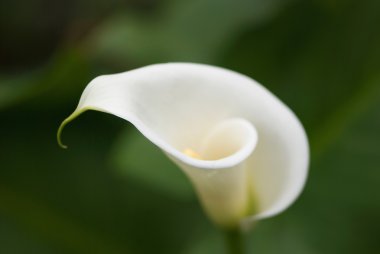 Calla Lily yumuşak odak