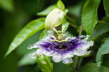 Mavi tropikal çiçek