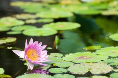 Pembe su zambak çiçeği