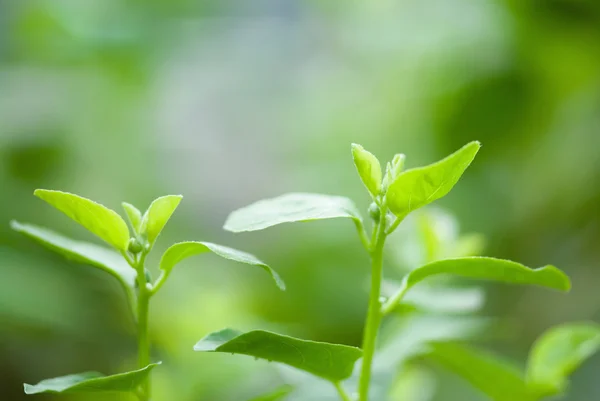 Arbusto de alcaparra verde — Foto de Stock