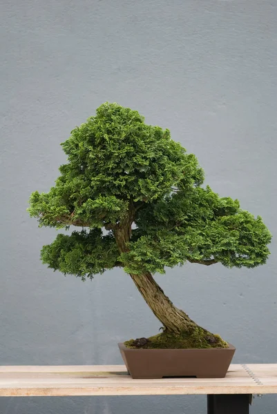 Bonsai drzewa na drewnianym stole — Zdjęcie stockowe