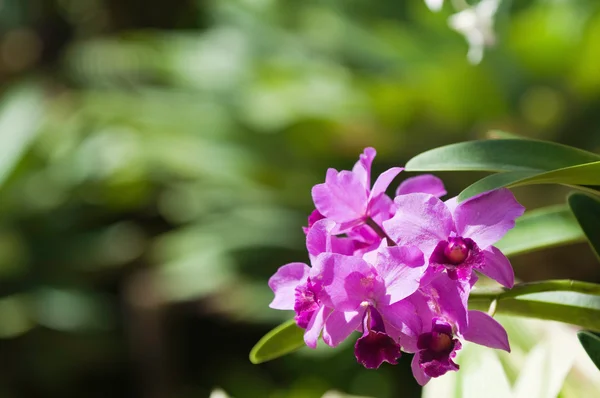 Orchidea di Cattleya bowringiana — Foto Stock
