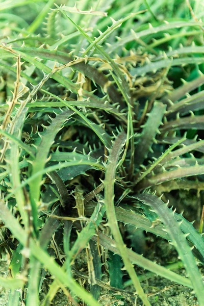 Aloe vera sfondo verde — Foto Stock