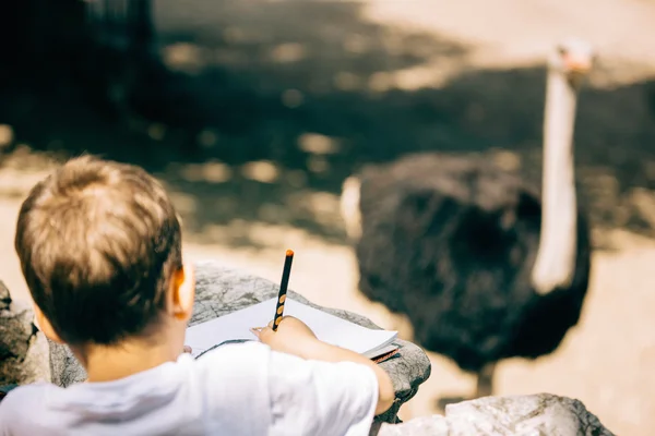 Маленький мальчик рисует страуса в зоопарке — стоковое фото
