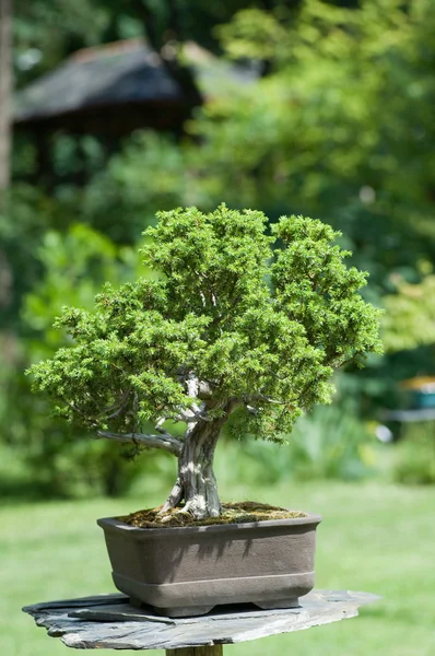 Bonsai träd i trädgården — Stockfoto