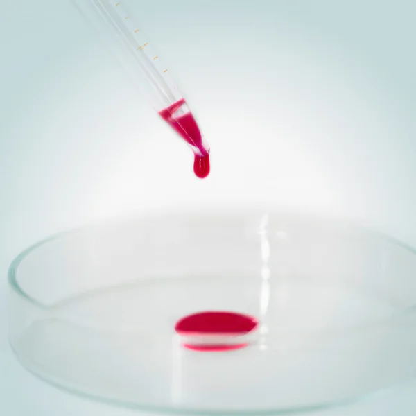 Αίμα που στάζει από την πιπέτα σε τρυβλίο Petri — Φωτογραφία Αρχείου