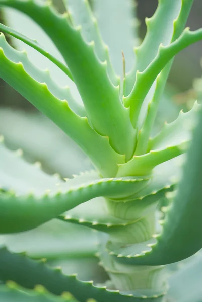 Aloe vera plant — Stock Photo, Image