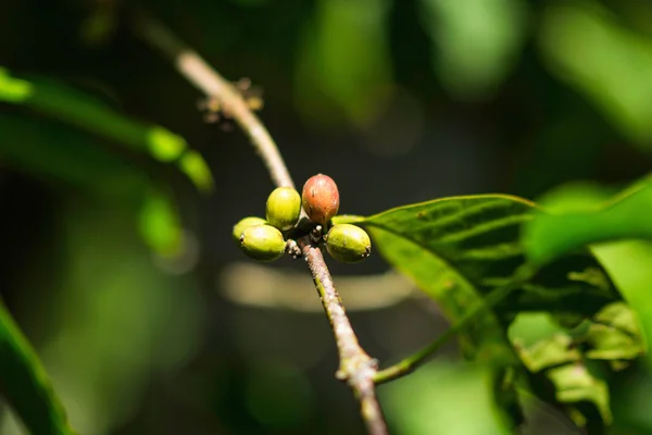 Arabica Café en la granja — Foto de Stock