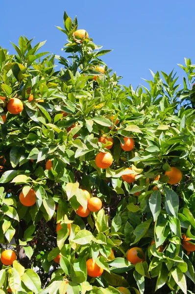 Oranje boom vruchten — Stockfoto