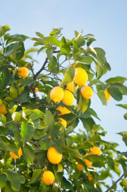 Olgun limonlar ağaçta
