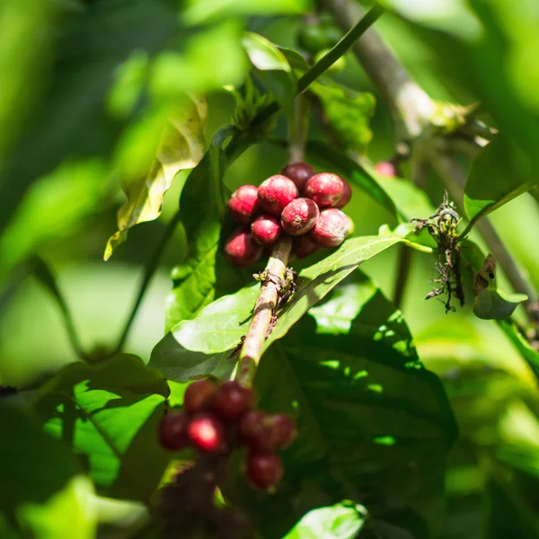 ファームでアラビカ コーヒー生豆 — ストック写真