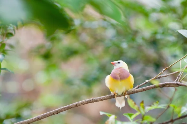 Juvenil gouldian finch — Stockfoto