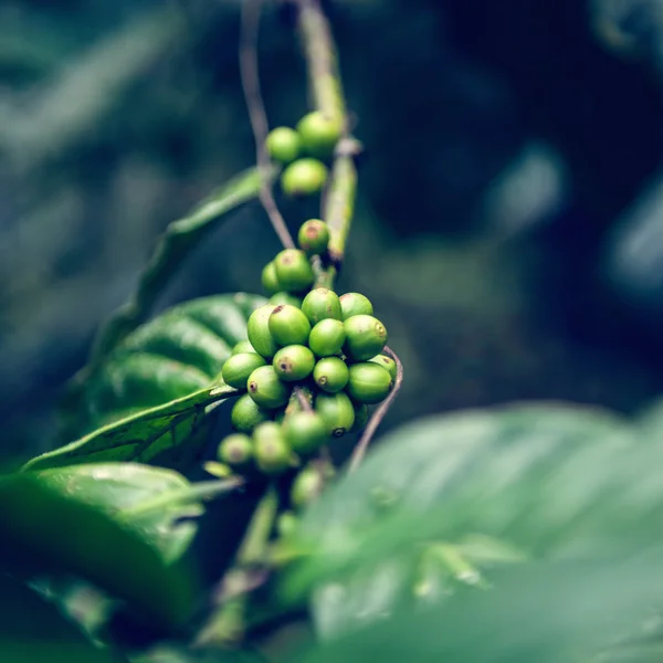 Arabica Coffee на ферме — стоковое фото
