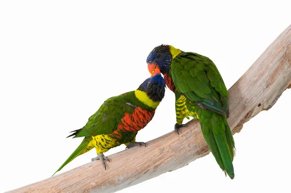 Пара Lorikeets веселка — стокове фото