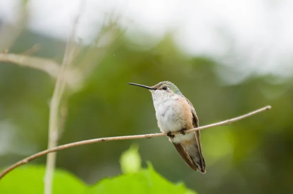 Breitschwanz kolibri på trädgren — Stockfoto