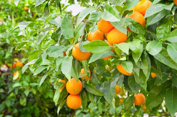 Rijpe oranje vruchten — Stockfoto