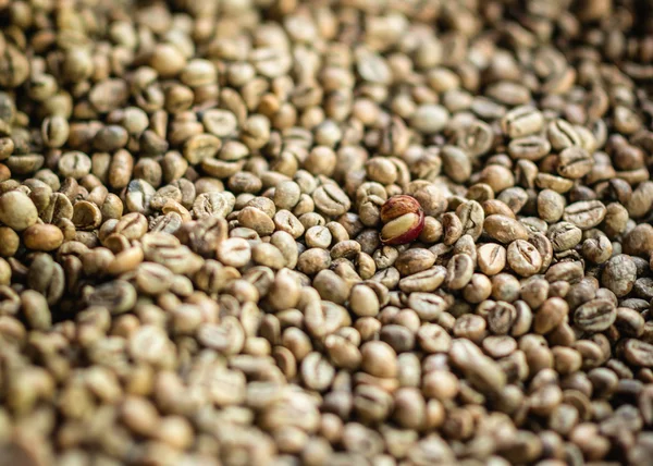 Természetes cibet kávé bab — Stock Fotó