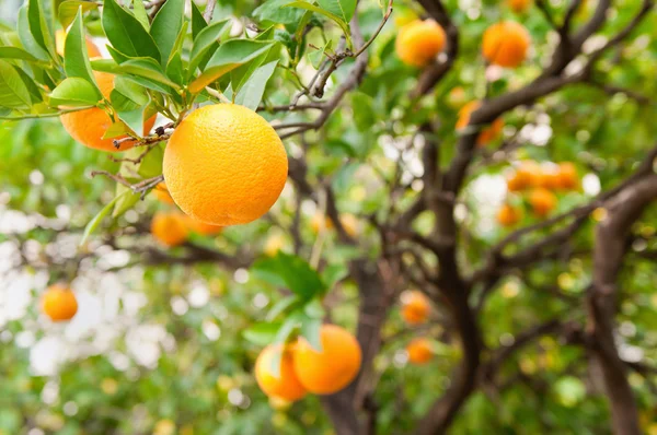 Rijp sinaasappelen op boom — Stockfoto