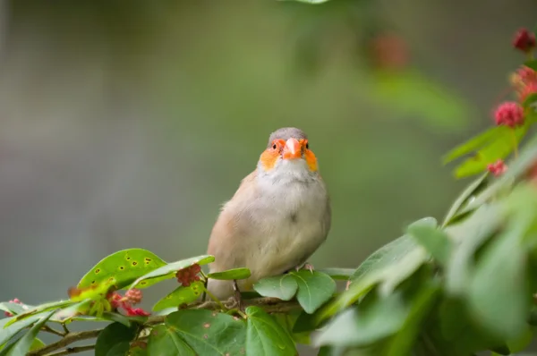 Finch fågel med grått ludd — Stockfoto
