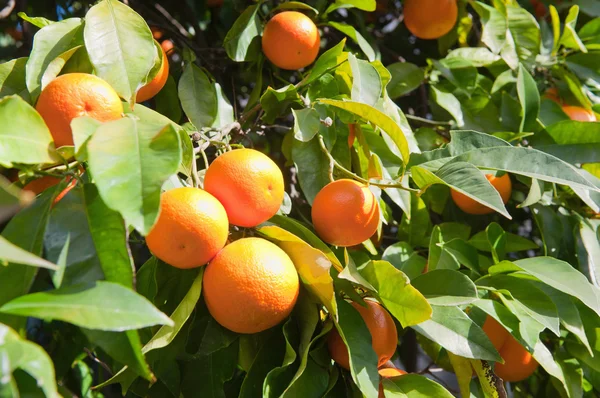 Bos van rijpe sinaasappels — Stockfoto