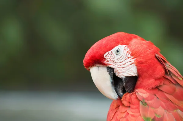 Алый попугай Макао — стоковое фото