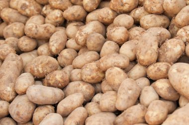 taze organik patates