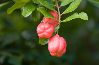 Jamaika Ackee meyve