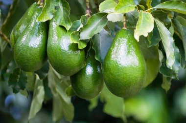 green avocados fruit growing on branch clipart