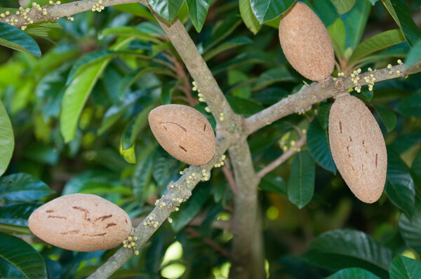 Mamey sapote fruits