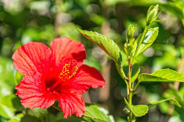 Närbild på en hibiscus blomma — Stockfoto