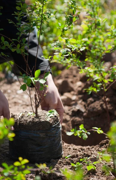 Mãos plantando mudas no jardim — Fotografia de Stock