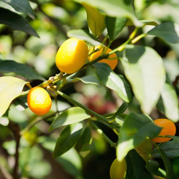 Kumquat-Baum auf Bauernhof — Stockfoto