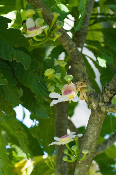 Gustavia çiçek ağaç üzerinde — Stok fotoğraf